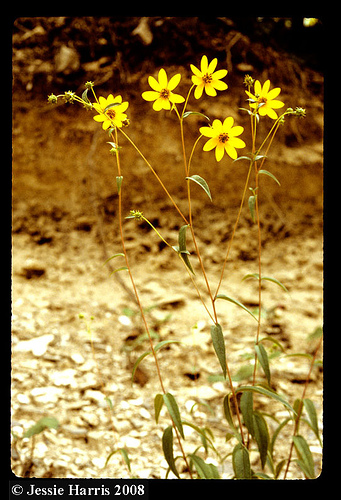 Coastal Plain Coreopsis